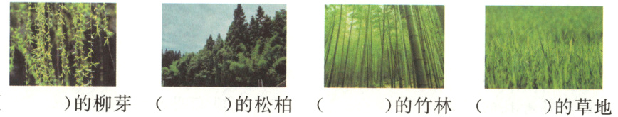 的柳芽的松柏的竹林的草地