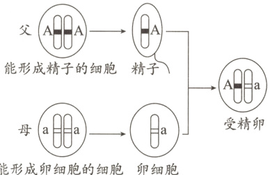 aa能形成卵细胞的细胞卵细胞
