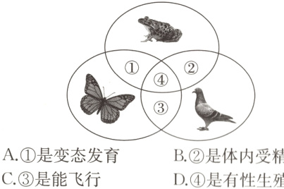 A是变态发育B是体内受精C是能飞行D是有性生殖