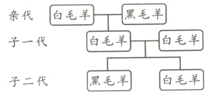 黑毛羊白毛羊子二代