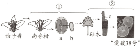 西子香南香柑ab爱媛38号
