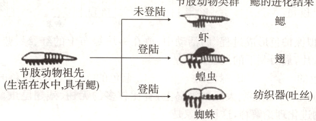 生活在水中具有鳃登陆纺织器吐丝