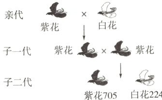 子二代白花224紫花705