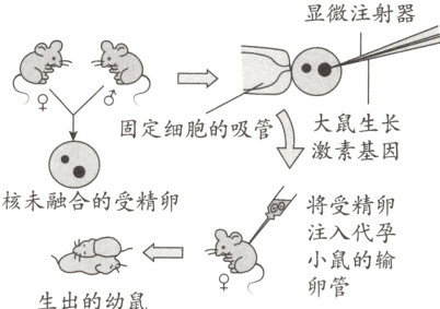 小鼠的输卵管生出的幼鼠
