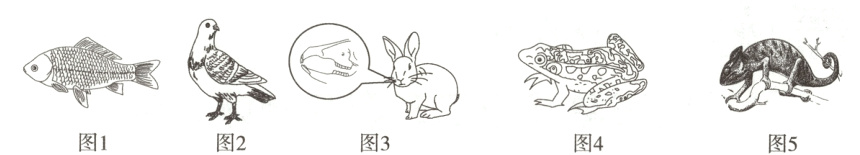 图1图2图3图4图5