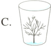C