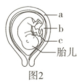 胎儿图2