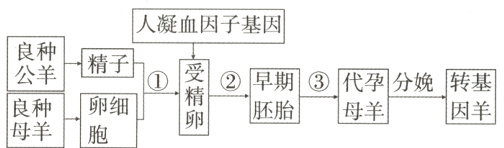 公踹早胎③代孕分娩