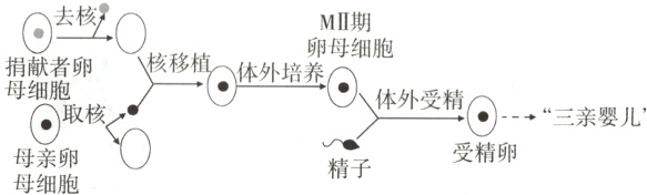 母取受精卵精子母细胞