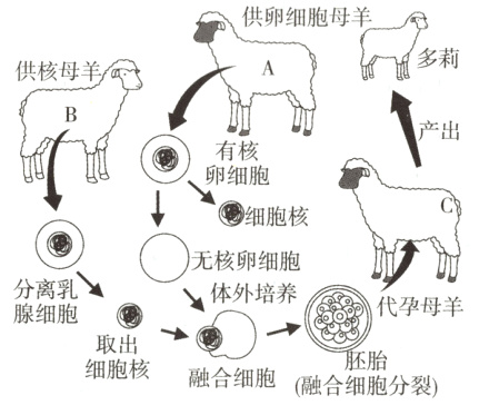 取出细胞核融合细胞融合细胞分裂