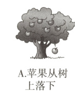A苹果从树上落下