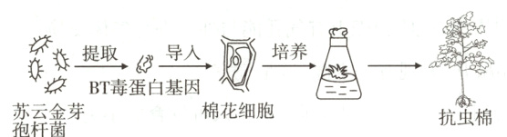 BT毒蛋白基因棉花细胞葱歙抗虫棉