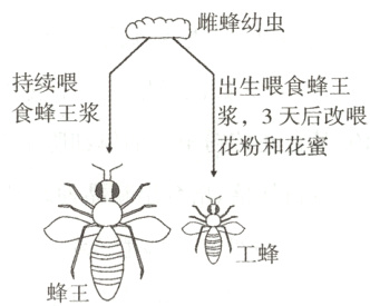 工蜂蜂王亏