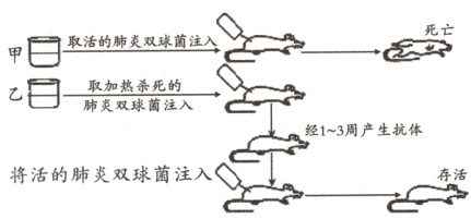 将活的肺炎双球菌注入0D存活