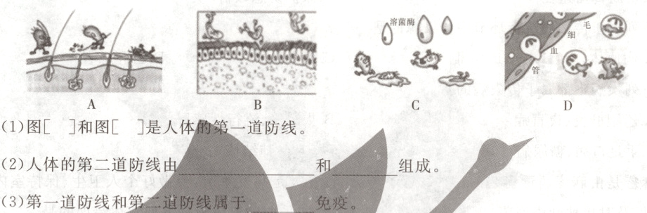 组成3第一道防线和第道防线属于免疫