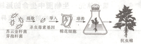 苏云金杆杀虫毒纛綦因棉花细胞芽孢杆菌抗虫棉