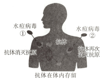 抗体在体内存留