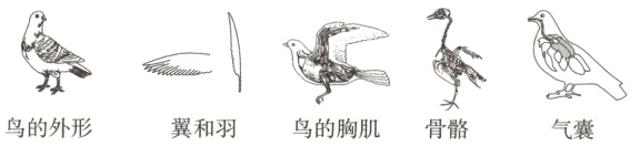 鸟的外形翼和羽鸟的胸肌骨骼气囊