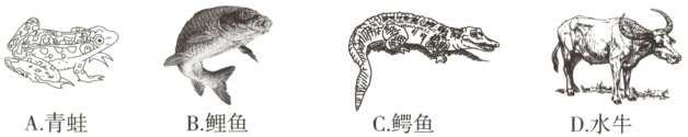 A青蛙B鲤鱼C鳄鱼D水牛