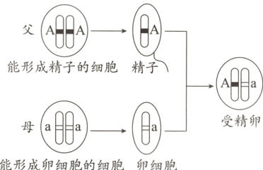 能形成卵细胞的细胞卵细胞