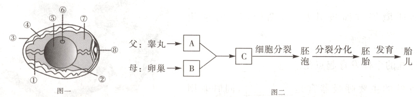 母卵巢→B图一图二