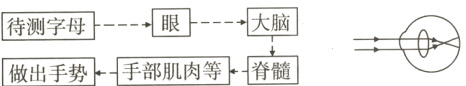 待测字母眼大脑做出手势手部肌肉等髓