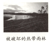 被破坏的热带雨林