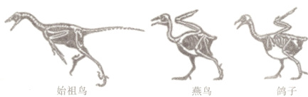 始祖鸟燕鸟鸽子