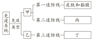类型第三道防线丁