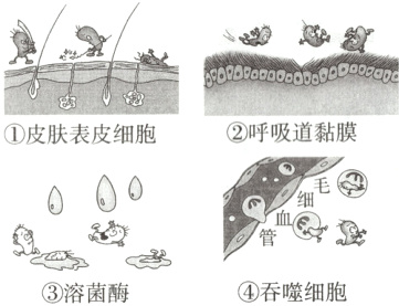 ④吞噬细胞③溶菌酶