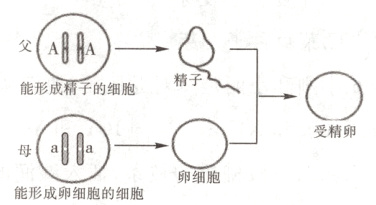 能形成卵细胞的细胞卵细胞