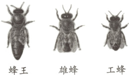雄蜂工蜂蜂王