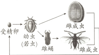 幼虫若虫雄蛹雄成虫