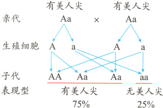 子代AAAaAaaa表现型有美人尖无美人尖7525