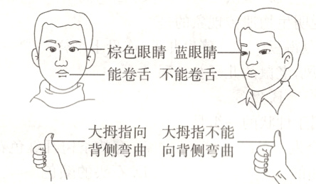 背侧弯曲向背侧弯曲