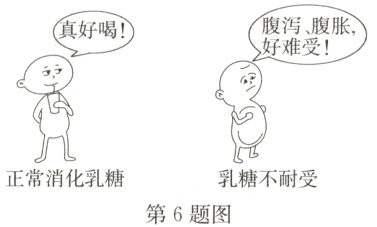 正常消化乳糖乳糖不耐受第6题图