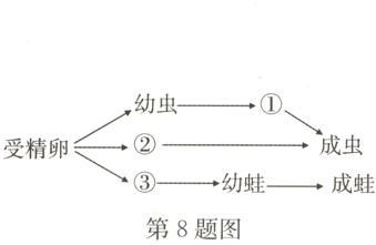 ③→幼蛙−成蛙第8题图