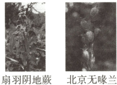 扇羽阴地蕨北京无喙兰