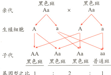 子代黑色斑黑色斑黑色斑普通斑基因型之比11