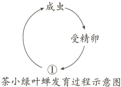 茶小绿叶蝉发育过程示意图