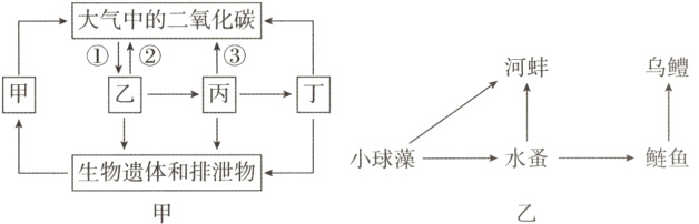 水蚤鲢鱼小球藻生物遗体和排泄物