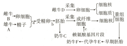 赖氨酸基因片段奶牛C奶牛F代孕牛E早期胚胎