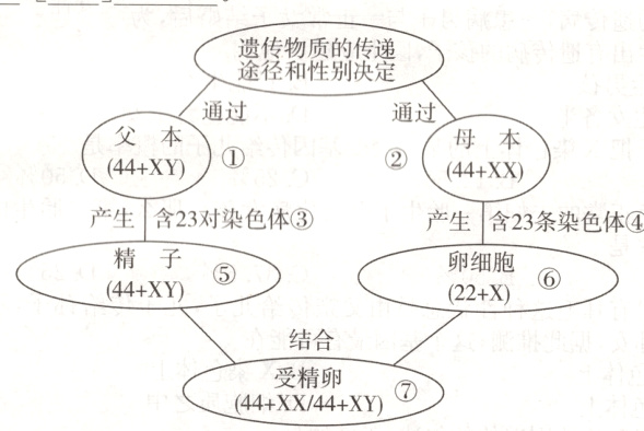 受精卵44+XX/44+XY