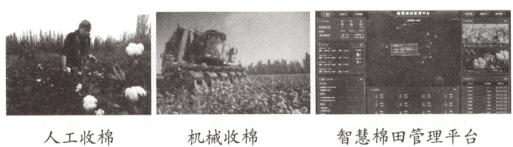 智慧棉田管理平台机械收棉人工收棉