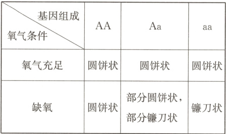 缺氧圆饼状镰刀状部分镰刀状