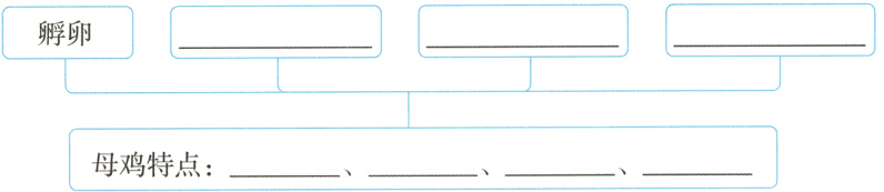 母鸡特点
