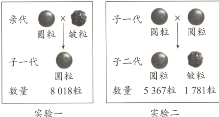 数量5367粒1781粒8018粒数量实验二实验一