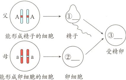 能形成卵细胞的细胞卵细胞