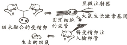 的吸管核未融合的受精卵生出的幼鼠