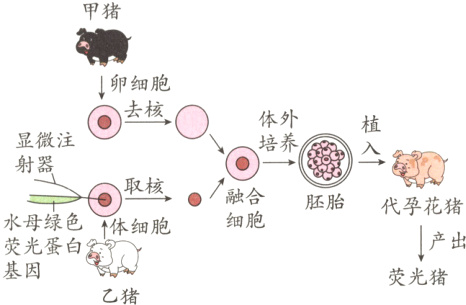 产出基光蛋白荧光猪乙猪
